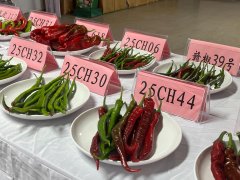 活力中国调研行丨江西高安：辣椒卖出新